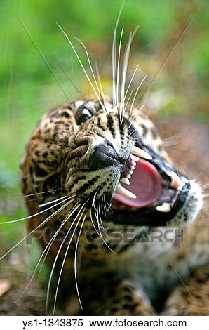 SRI LANKAN LEOPARD panthera pardus kotiya, PORTRAIT OF ADULT WITH OPEN MOUTH IN THREAT POSTURE View Large Photo Image Stock Photography - SRI LANKAN LEOPARD panthera pardus kotiya, PORTRAIT OF ADULT WITH OPEN MOUTH IN THREAT POSTURE. Fotosearch