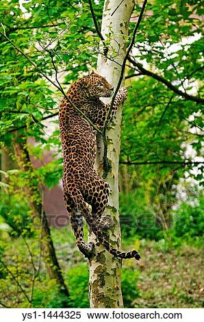 SRI LANKAN LEOPARD panthera pardus kotiya, ADULT CLIMBING TREE TRUNK View Large Photo Image Stock Photography - SRI LANKAN LEOPARD panthera pardus kotiya, ADULT CLIMBING TREE TRUNK. Fotosearch