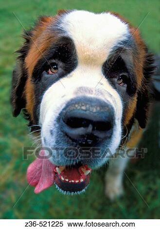 St Bernard dog portrait View Large Photo Image Stock Photography - St Bernard dog portrait. Fotosearch