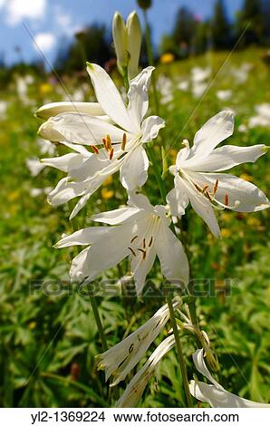 St Bruno's Lily Paradisea lilliastrum Alpine summer meadow Bernese Alps View Large Photo Image Picture - St Bruno's Lily Paradisea lilliastrum Alpine summer meadow Bernese Alps. Fotosearch