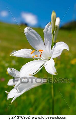 St Bruno's Lily Paradisea lilliastrum Alpine summer meadow Bernese Alps View Large Photo Image Stock Image - St Bruno's Lily Paradisea lilliastrum Alpine summer meadow Bernese Alps. Fotosearch