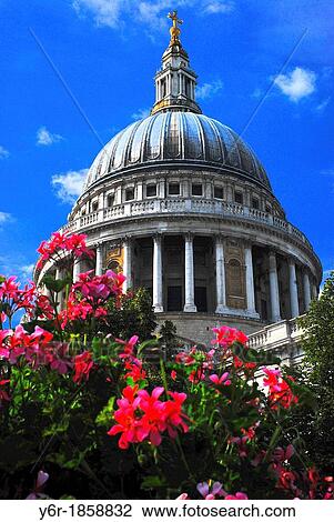 St Paul's Cathedral seen through flowers in Festival Gardens on a very sunny Summmer day in London, UK View Large Photo Image Stock Image - St Paul's Cathedral seen through flowers in Festival Gardens on a very sunny Summmer day in London, UK. Fotosearch