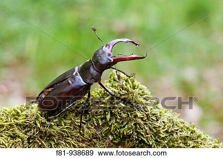 Stag beetle Lucanus cervus adult male UK June 2009 View Large Photo Image Stock Photo - Stag beetle Lucanus cervus adult male UK June 2009. Fotosearch