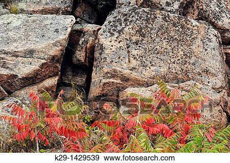 Staghorn sumac colony and rock outcrops Pointe au Baril Ontario View Large Photo Image Stock Photo - Staghorn sumac colony and rock outcrops Pointe au Baril Ontario. Fotosearch