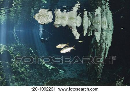 Stalactites in Gran Cenote, Tulum, Yucatan Peninsula, Mexico View Large Photo Image Stock Image - Stalactites in Gran Cenote, Tulum, Yucatan Peninsula, Mexico. Fotosearch