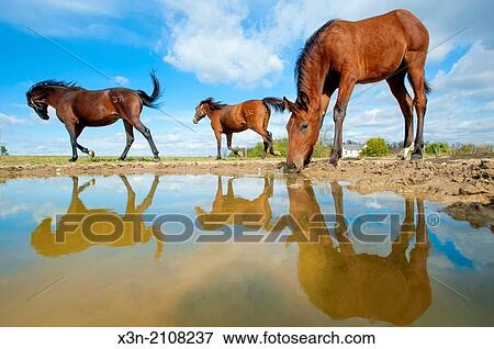Standardbred horses by a pool of water. View Large Photo Image Stock Photo - Standardbred horses by a pool of water.. Fotosearch
