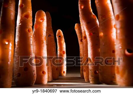 Stock Photo - Standing carrots with holes like in an Gruy? re swiss cheese. Fotosearch