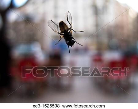 Standing fly View Large Photo Image Stock Photo - Standing fly. Fotosearch
