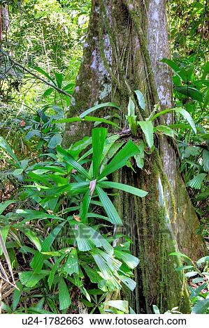 Stangler Fig, Rainforest, Abai Jungle, Borneo, Malaysia View Large Photo Image Stock Image - Stangler Fig, Rainforest, Abai Jungle, Borneo, Malaysia. Fotosearch