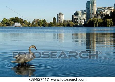 Stanley Park, Vancouver, BC, Canada View Large Photo Image Stock Photo - Stanley Park, Vancouver, BC, Canada. Fotosearch
