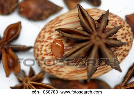 star anise seed with its distinctive flavour of aniseed View Large Photo Image Stock Image - star anise seed with its distinctive flavour of aniseed. Fotosearch