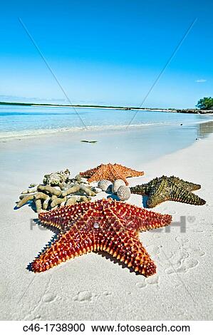 Star fish, Cayo Ensenachos, near Cayo Santa Maria, Cayerias del Norte, Cuba. View Large Photo Image Stock Image - Star fish, Cayo Ensenachos, near Cayo Santa Maria, Cayerias del Norte, Cuba.. Fotosearch