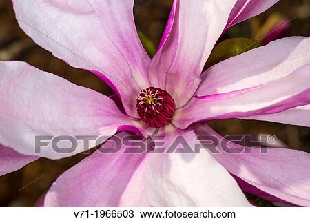 Star Magnolia Magnolia stellata in Fayetteville, NC, USA View Large Photo Image Stock Image - Star Magnolia Magnolia stellata in Fayetteville, NC, USA. Fotosearch
