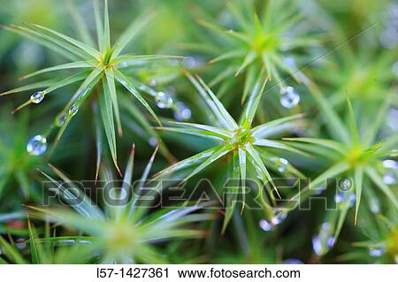 Stock Image - Star Moss, Haircap moss, hair moss Frauenhaarmoos, Polytrichum formosum, Cairngorms NP, Scotland. Fotosearch
