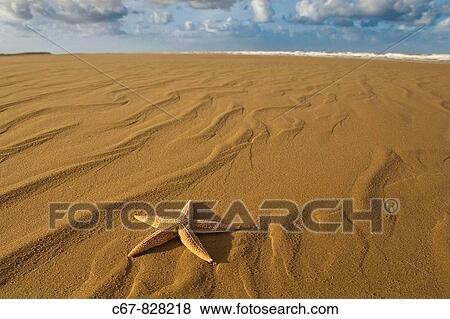 Starfish Asterias rubens on the Tideline Holkham Beach Norfolk UK View Large Photo Image Stock Photo - Starfish Asterias rubens on the Tideline Holkham Beach Norfolk UK. Fotosearch