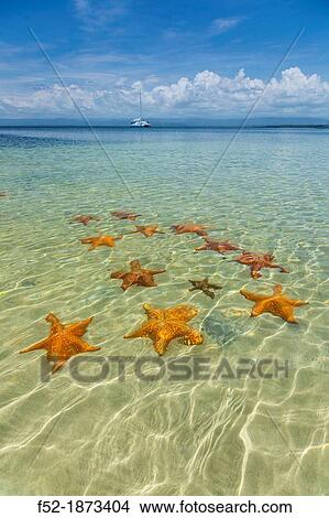 Starfish Beach, Colon Island, Bocas del Toro Archipelago, Bocas del Toro Province, Panama, Central America, America View Large Photo Image Picture - Starfish Beach, Colon Island, Bocas del Toro Archipelago, Bocas del Toro Province, Panama, Central America, America. Fotosearch