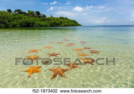 Stock Image - Starfish Beach, Colon Island, Bocas del Toro Archipelago, Bocas del Toro Province, Panama, Central America, America. Fotosearch