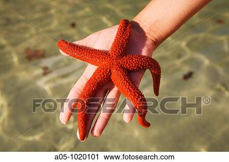 Starfish, Biniparratx cove, Minorca, Balearic Islands, Spain View Large Photo Image Stock Image - Starfish, Biniparratx cove, Minorca, Balearic Islands, Spain. Fotosearch