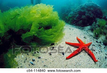 Starfish (Echinaster sepositus) by Sea Lettuce (Ulva rigida). Galicia, Spain View Large Photo Image Stock Image - Starfish (Echinaster sepositus) by Sea Lettuce (Ulva rigida). Galicia, Spain. Fotosearch