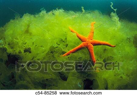 Starfish (Echinaster sepositus) on Sea Lettuce (Ulva rigida). Galicia, Spain View Large Photo Image Stock Photo - Starfish (Echinaster sepositus) on Sea Lettuce (Ulva rigida). Galicia, Spain. Fotosearch