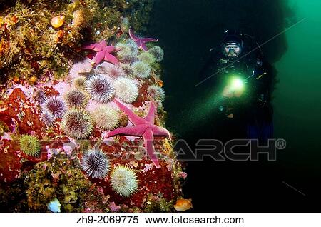Stock Photography - Starfish, Green sea urchin (Henricia sanguinoleta, Strongylocentrotus droebachiensis) Arctic, Russia, Barents sea.. Fotosearch