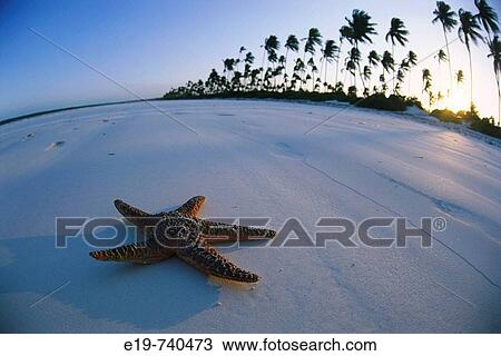 Starfish on beach, Zanzibar, Tanzania View Large Photo Image Stock Image - Starfish on beach, Zanzibar, Tanzania. Fotosearch