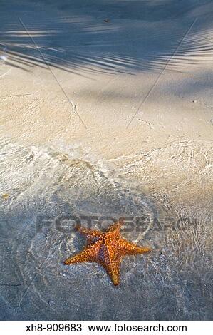 Starfish on Star Beach, Colon Island, Bocas del Toro Province, Panama View Large Photo Image Stock Image - Starfish on Star Beach, Colon Island, Bocas del Toro Province, Panama. Fotosearch