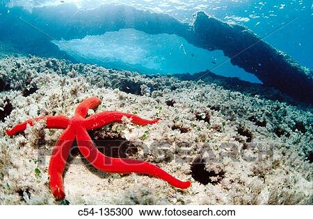 Stock Image - Starfish (Ophidiaster ophidianus). Mediterranean Sea. Fotosearch