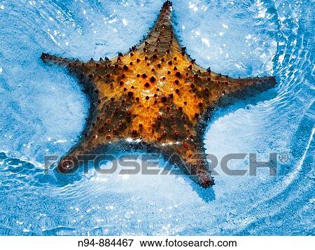 Starfish View Large Photo Image Stock Photo - Starfish. Fotosearch