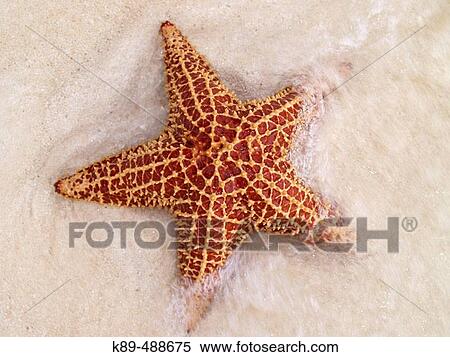 Starfish. View Large Photo Image Stock Photography - Starfish.. Fotosearch