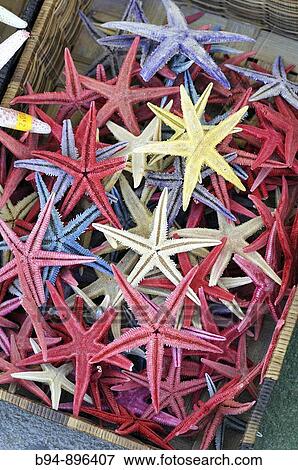 Starfishes View Large Photo Image Stock Photo - Starfishes. Fotosearch