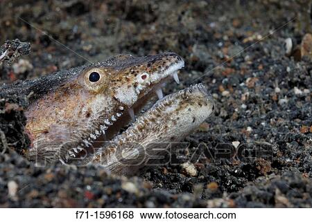 Stargazer snake eel Brachysomophis cirrocheilos Lembeh Strait, Celebes Sea, North Sulawesi, Indonesia View Large Photo Image Stock Photo - Stargazer snake eel Brachysomophis cirrocheilos Lembeh Strait, Celebes Sea, North Sulawesi, Indonesia. Fotosearch