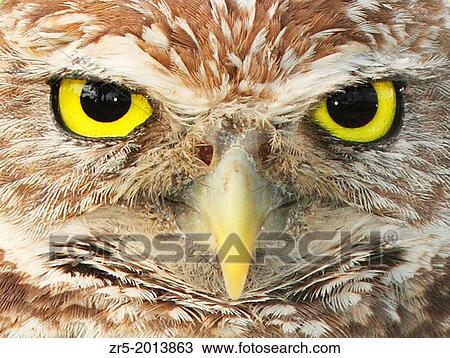 Stock Image - Staring yellow eyes of burrowing owl, Florida, USA.. Fotosearch