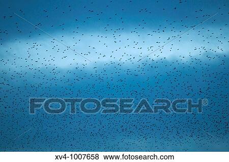 Starling scenes in Sariena lagoon during winter sunset Huesca Spain View Large Photo Image Stock Photo - Starling scenes in Sariena lagoon during winter sunset Huesca Spain. Fotosearch