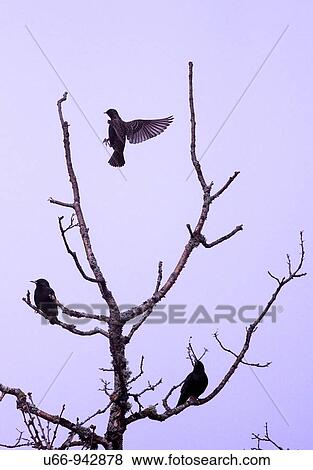 Stock Photo - Starling, Sm? land, Sweden. Fotosearch