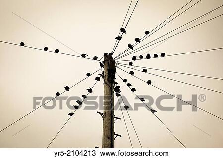 Stock Image - Starlings (Sturnus vulgaris) on telephone wires in England, United Kingdom.. Fotosearch