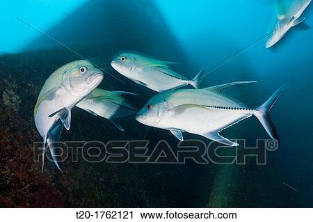 Stock Image - Starry Puffer over Maldive Victory Wreck, Arothrom caeruleopunctatus, North Male Atoll, Indian Ocean, Maldives. Fotosearch