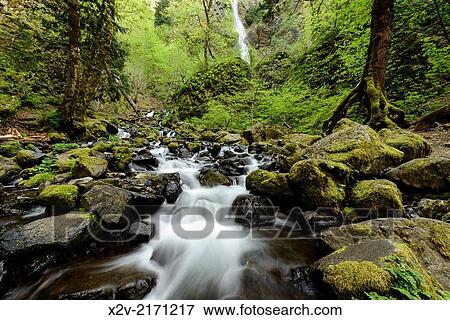 Stock Photo - Starvation Creek with Falls in the background along the Columbia River Gorge.. Fotosearch