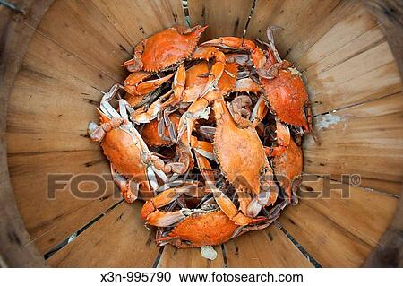 Steamed Crabs on the eastern shore of Maryland USA View Large Photo Image Stock Image - Steamed Crabs on the eastern shore of Maryland USA. Fotosearch