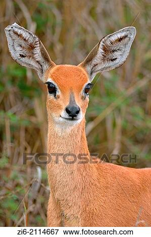 Steenbok (Raphicerus campestris), female, Kruger National Park, South Africa, Africa. View Large Photo Image Stock Photo - Steenbok (Raphicerus campestris), female, Kruger National Park, South Africa, Africa.. Fotosearch