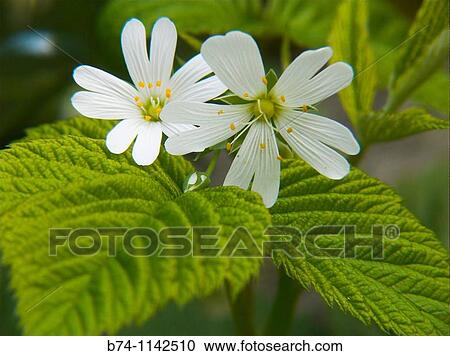 stellaria holostea, haute loire, france View Large Photo Image Stock Image - stellaria holostea, haute loire, france. Fotosearch