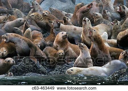 Stock Photo - Steller (Northern) Sea Lions (Eumetopias jubatus) hauled out in Southeast Alaska, USA.. Fotosearch