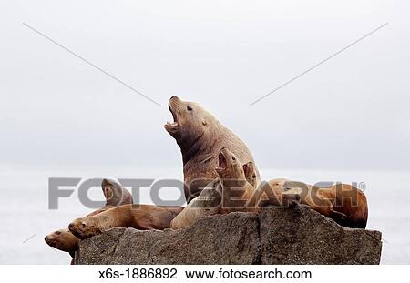 Stock Image - Steller sea lion - Eumetopias jubatus - also known as the northern sea lion and Steller's sea lion, National Park of Kenai Fjords, Alaska, U S A. Fotosearch
