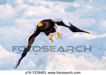 Steller's Eagle, Nemuro Channel, Hokkaido, Japan View Large Photo Image Stock Image - Steller's Eagle, Nemuro Channel, Hokkaido, Japan. Fotosearch