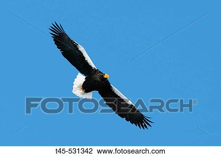 Stock Image - Steller's Sea-Eagle (Haliaeetus pelagicus) in winter. Hokkaido, Japan. Fotosearch