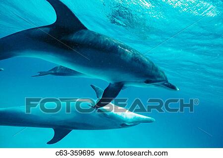 Stenella frontalis. Two spotted dolphin calves off Little Bahama banks. Grand Bahama Island. View Large Photo Image Stock Photography - Stenella frontalis. Two spotted dolphin calves off Little Bahama banks. Grand Bahama Island.. Fotosearch
