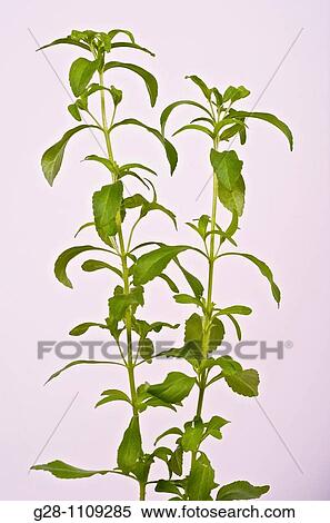 Stevia leaves and plant View Large Photo Image Stock Photography - Stevia leaves and plant. Fotosearch