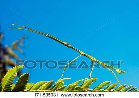 Stick insect (Clitarchus hookeri). Northland. New Zealand. View Large Photo Image Stock Image - Stick insect (Clitarchus hookeri). Northland. New Zealand.. Fotosearch