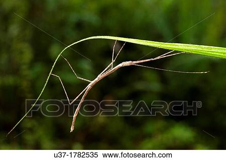 Stick insect. Image taken at Kampung Satau, Singai, Sarawak, Malaysia. View Large Photo Image Stock Photography - Stick insect. Image taken at Kampung Satau, Singai, Sarawak, Malaysia.. Fotosearch