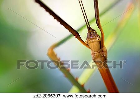 Stick Insect (Phasmida) camouflaged on a branch. Bach Ma National Park. Vietnam. View Large Photo Image Stock Photo - Stick Insect (Phasmida) camouflaged on a branch. Bach Ma National Park. Vietnam.. Fotosearch